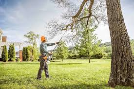 How Our Tree Care Process Works  in  Covington, OH